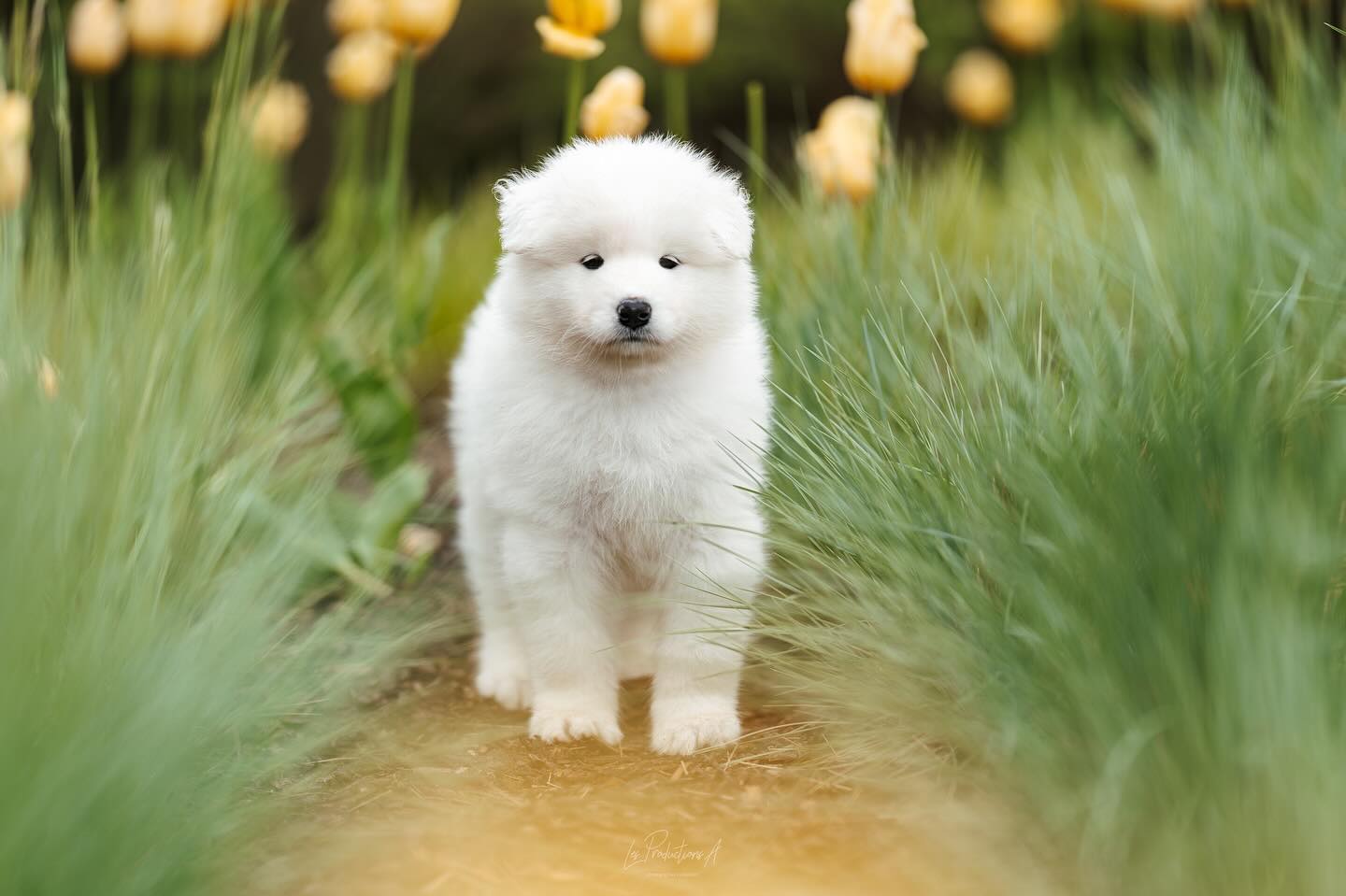 Arya dans les tulipes