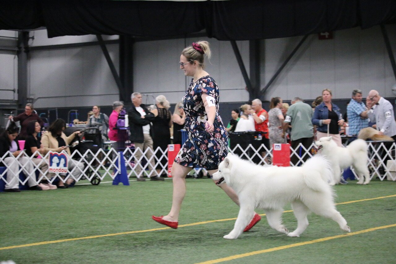 Skye dans le ring de conformation