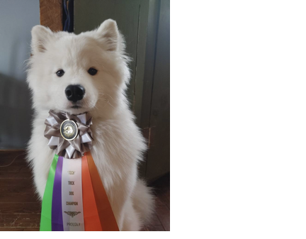 Talgor obtient son titre de Trick dog champion