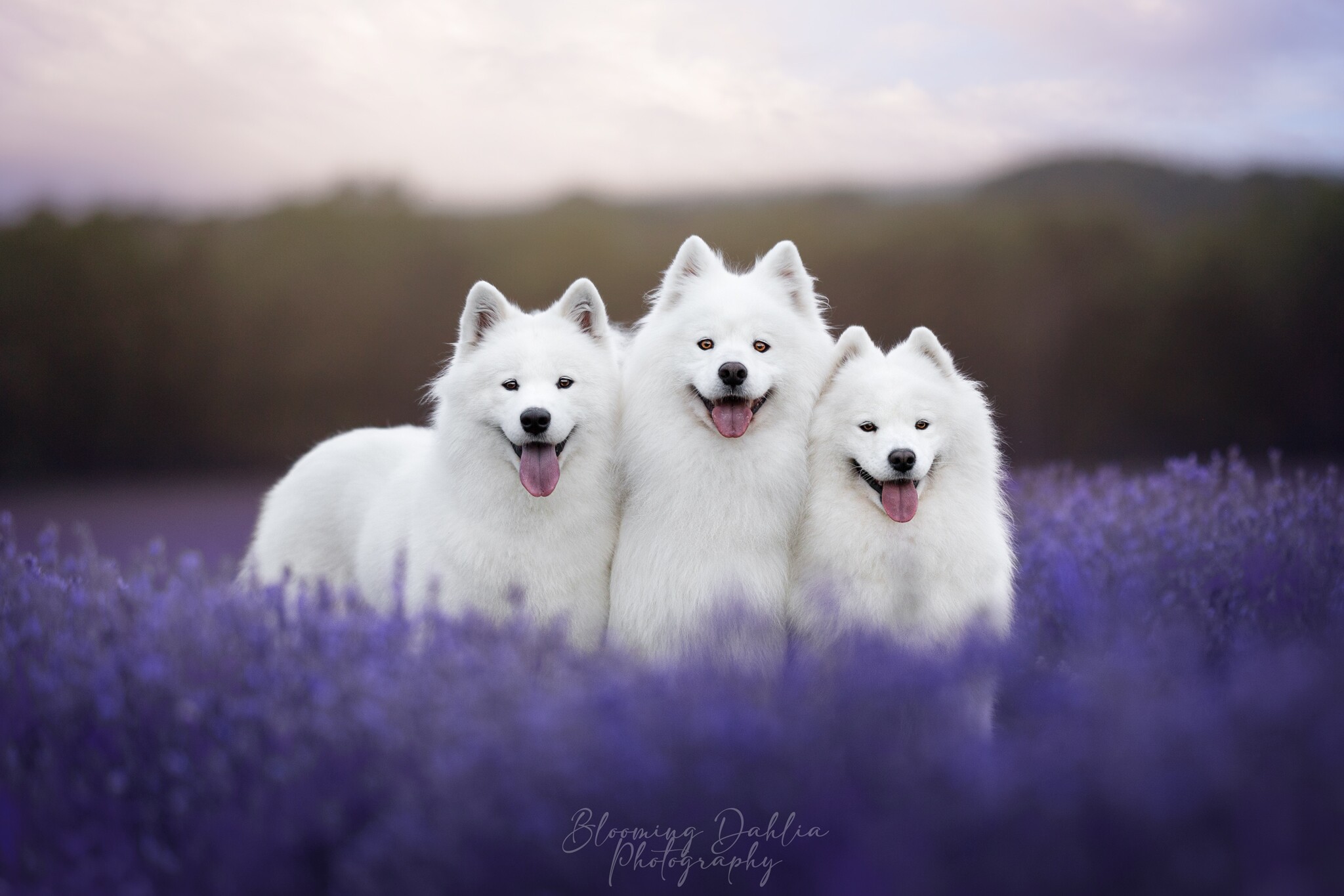 Skye, Lou et Lucy dans le champs de Lavande