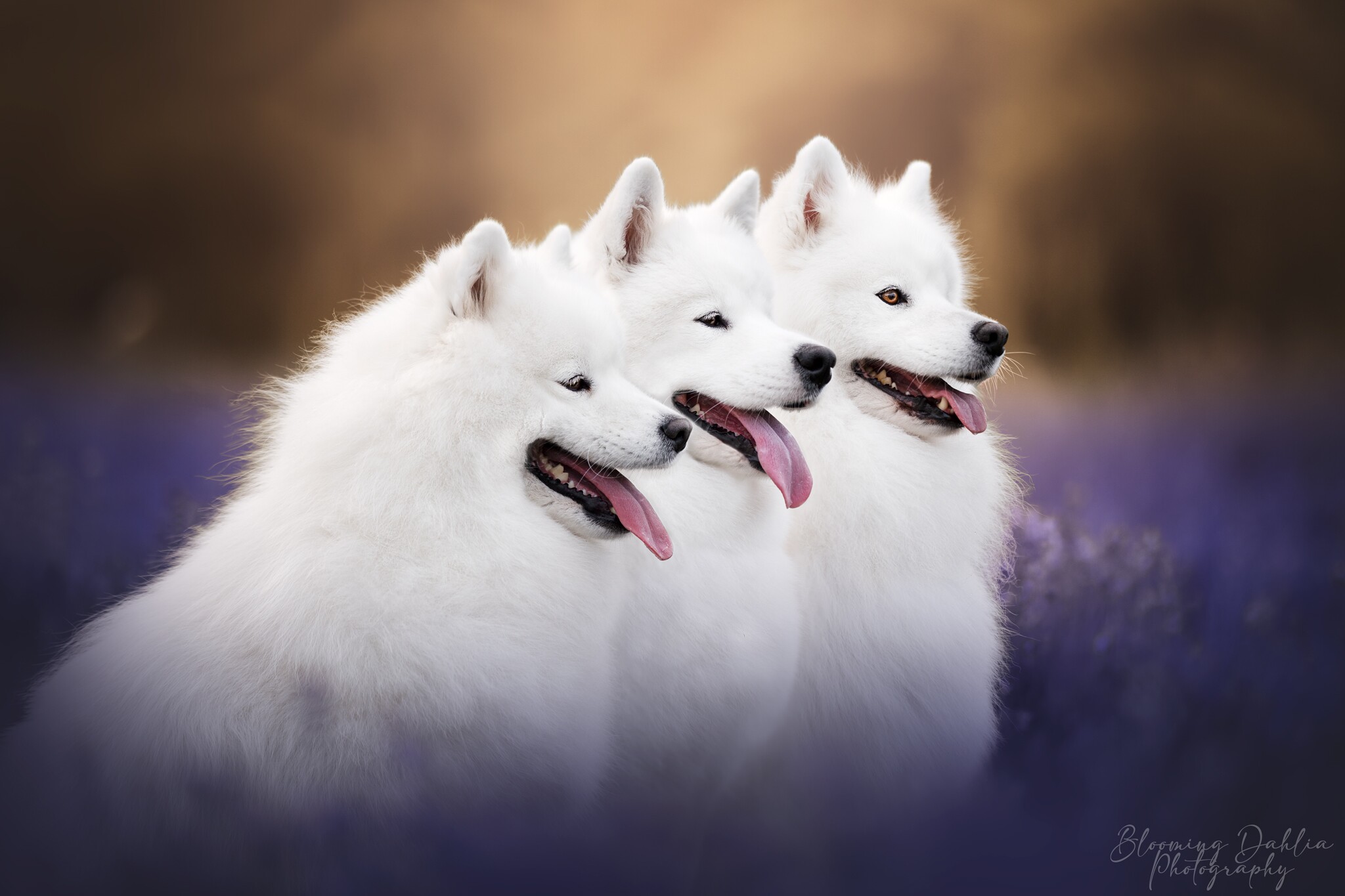 Lucy, Skye et Lou de côté dans le champs de Lavande