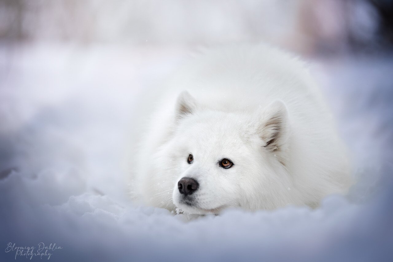 Lou, le menton couché, en hiver