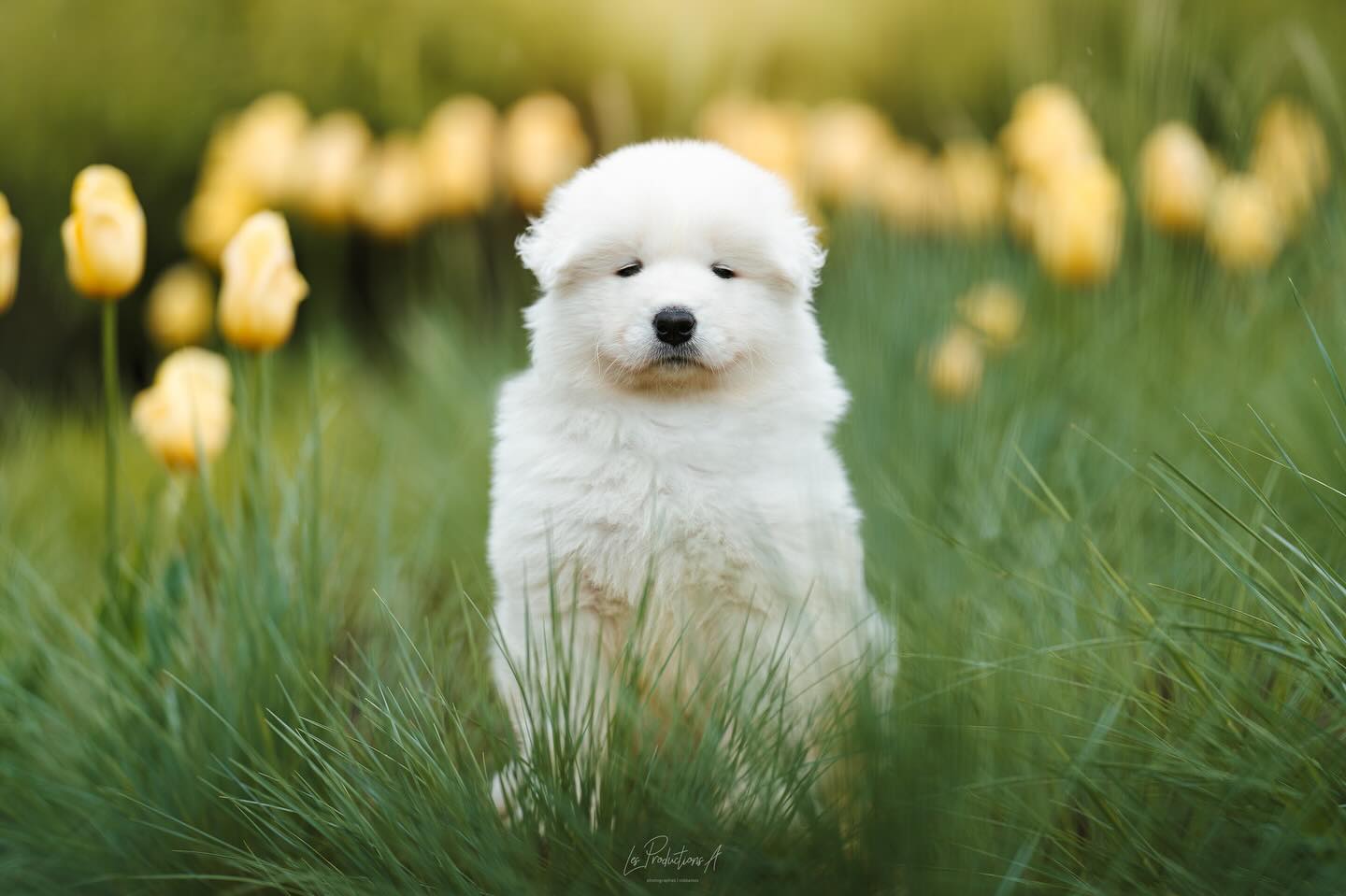 Latté, monsieur Vert