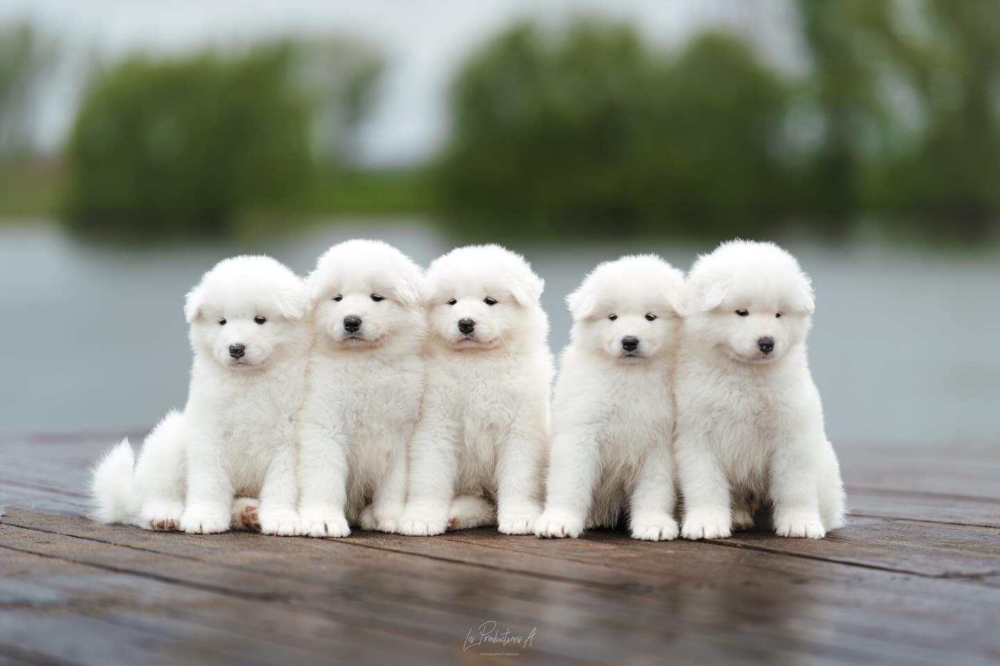 Les chiots de la portée