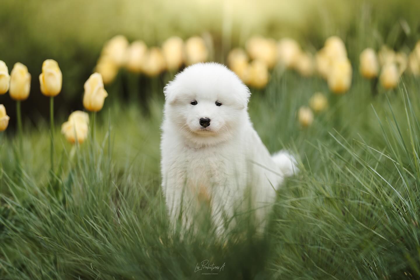 Yuki, monsieur Bleu
